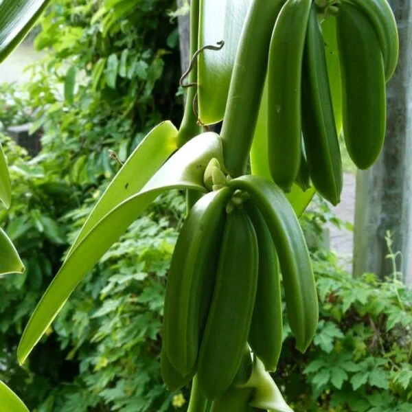 Le monde la Vanille Gousse de vanille verte vanillerai