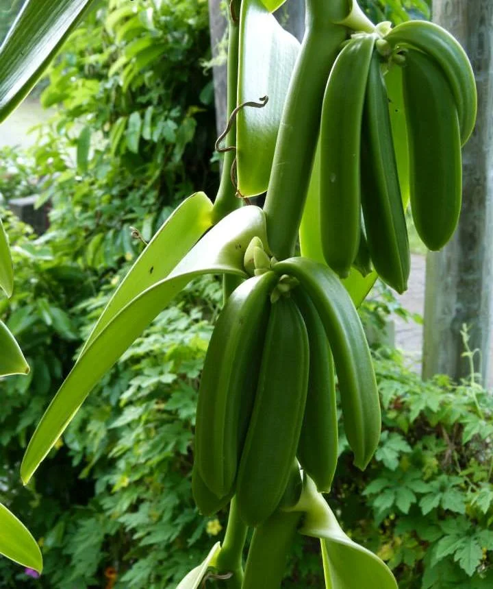 Le monde la Vanille Gousse de vanille verte vanillerai